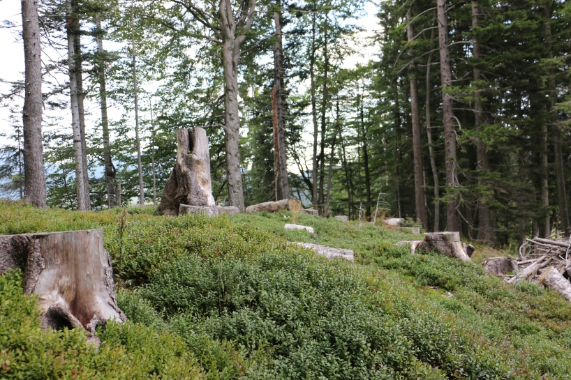 Im Waldreservat Kreisalpen werden gezielt Heidelbeeren für das Auerhuhn und Totholz gefördert.